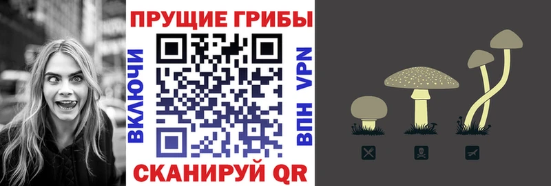 Купить где  Лебедянь  Галлюциногенные грибы Psilocybine cubensis 
